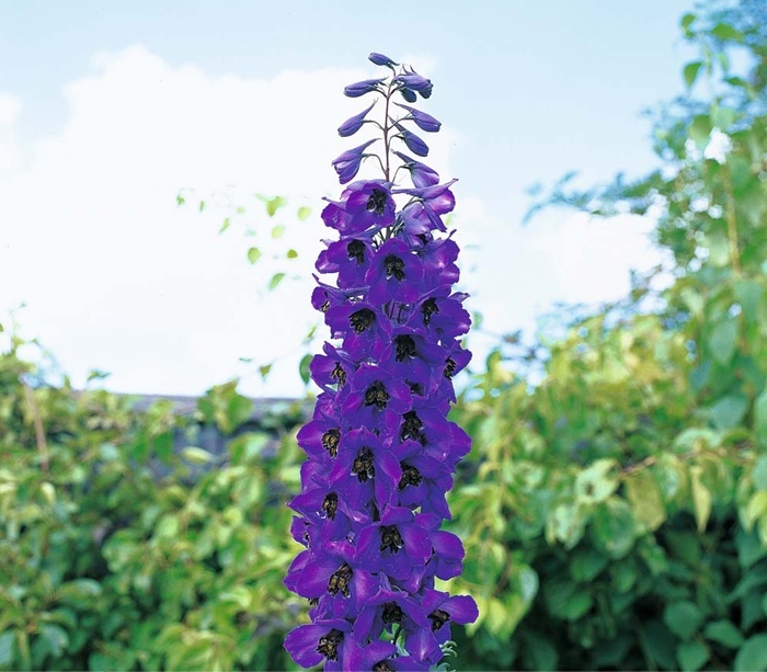 Purple  Delphinium x Cultorum 'Tall Black Knight' Flower Seeds - 50 Seeds/pack - $4.99