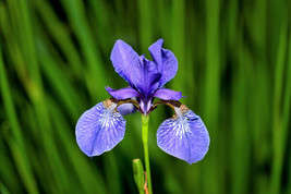 USA Blue Flag Iris Versicolor Fragrant Native Purple Yellow White 25 Seeds - £8.59 GBP