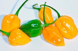 50+ Seeds - Jamaican Habanero  Yellow  Hot Pepper,  Mushroom Chile Pepper , 2024 - £3.15 GBP