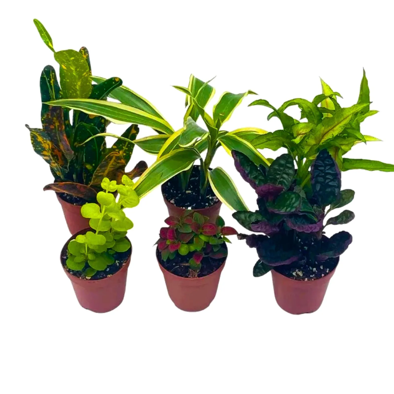 Premium Foliage Assortment Colorful Fern Set Different Variety of 2 - £41.18 GBP