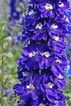 25 Seeds Delphinium Magic Fountains Dark Blue with White Bee Perennial Flower  - £13.15 GBP