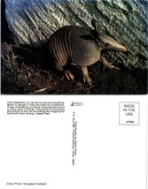 Texas(TX) Armadillo Placental Mammal Animal Vintage Postcard - £7.39 GBP