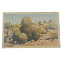 Scenic View Barrel Cactus &quot;Visnaga&quot; on the Desert - Vintage Postcard - posted - £2.38 GBP