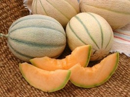 FRESH 25 Honey Rock Melon Seeds -Dom Farms Sweet Cantaloupe - £7.95 GBP