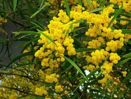 20pcs Golden Mimosa seeds Acacia Baileyana Yellow Wattle Tree Flower - £7.23 GBP
