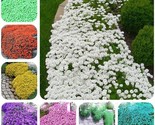 1200+Mixed Pure Seeds Spring Mosquito Insect Repellent Perennial Non-Gmo - $5.99