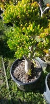 Crassula Ovata Gollum Tree (5 gal.pot) Shrek Ears Tree, Bonsai Tree. - £119.10 GBP