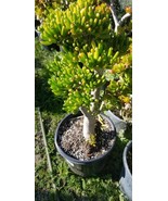 Crassula Ovata Gollum Tree (5 gal.pot) Shrek Ears Tree, Bonsai Tree. - $203.78 CAD