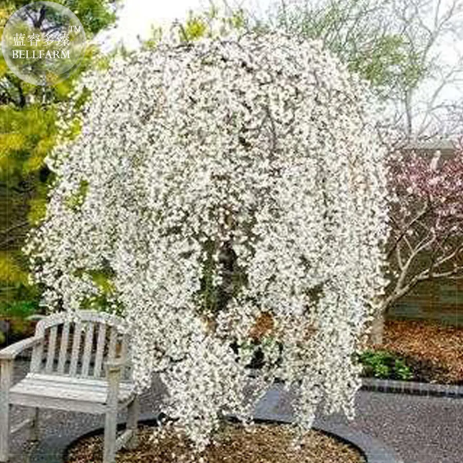 20+ snow fountain weeping cherry tree seeds : drought - tolerant dwarf b... - £5.47 GBP