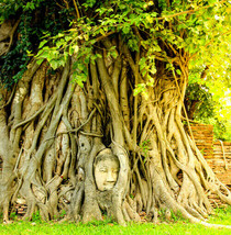 80+ Medicinal Ficus Religiosa Seeds: Budha Peepal, Sacred Fig, A Meditation Tree - £4.40 GBP