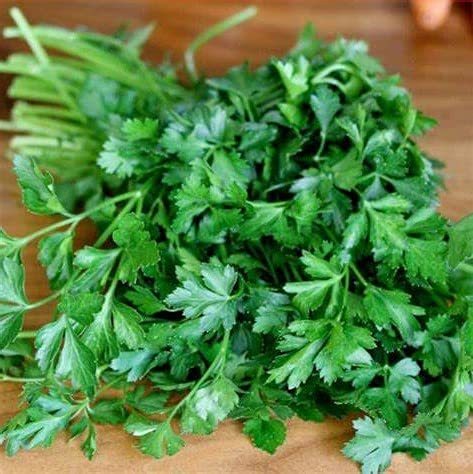 Parsley, Italian Dark Green Flat Leaf Parsley Seeds, Heirloom, Non GMO, 50+ Seed