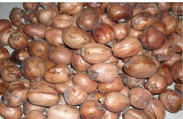 Doum palm, Hyphaene thebaica for planting and edible, 3 fruits/7 USD, sh... - $29.00