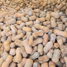 Pillow Pumpkin Seeds Distinctive Pillow Shape Sweet Fragrant Flesh - $18.16 CAD