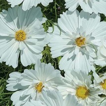 New Fresh Seeds Cosmos Psycho White Seeds 50 Seeds - $14.78