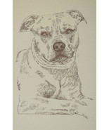 AMERICAN PIT BULL TERRIER WORD DOG DRAWING #29 Kline adds dogs name free... - $49.45