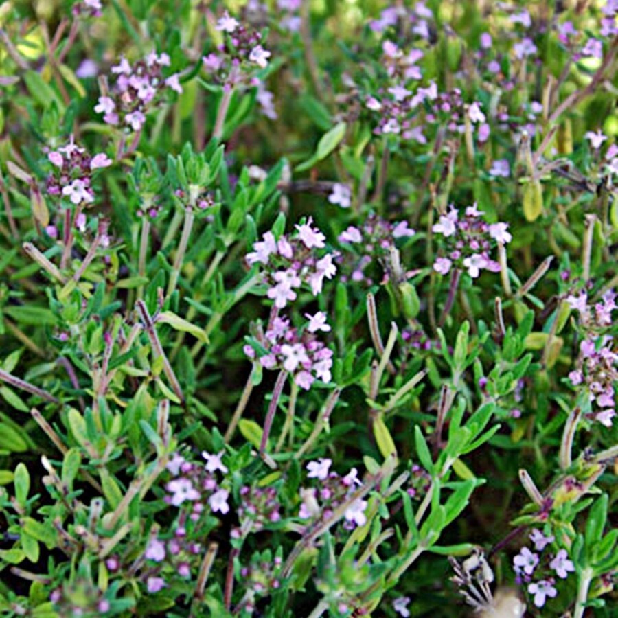 Common Thyme Culinary &amp; Herbs Fresh Gardening - $16.52