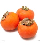 40+ JAPANESE PERSIMMON TREE SEEDS (Diospyros Kaki) Asia Hardy FREE SHIPP... - $13.74 CAD
