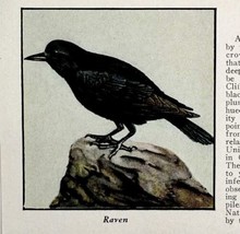 Raven Bird Print 1931 Blue Book Birds Of America Animal  Corvids Art PCBG21D - £23.71 GBP