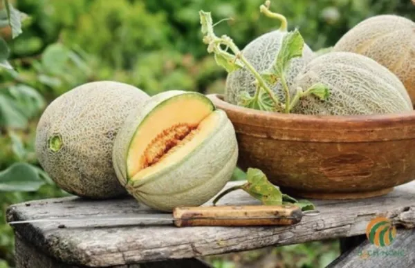 Extra Sweet Tuscan Cantaloupe Melon Rockmelon - 50 Seeds Fresh New - £7.86 GBP