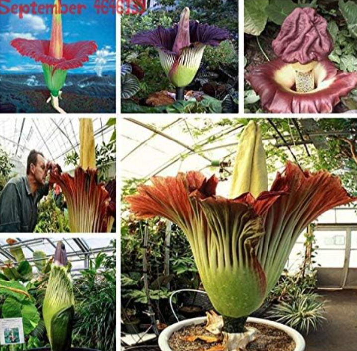 Corpse Flower Seeds Mixed - $16.99