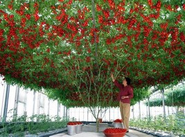 20 Italian Tree Tomato Seeds - £7.07 GBP