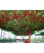 20 Italian Tree Tomato Seeds - £7.23 GBP