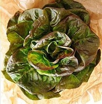 VP 3000 Bronze Mignonette Lettuce Butterhead Lactuca Sativa Vegetable Seeds *Com - £3.36 GBP