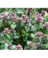 BRN 75 Seeds 5 Organic Purple Dead Nettle Seeds Lamium Purpureum Archang... - €17,03 EUR
