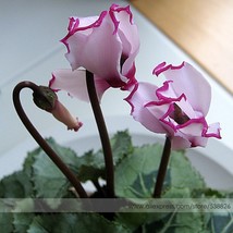 5 Light Pink Plicated Cyclamen With Red Edge Flower Garden Beautiful - $5.22