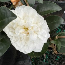 Camellia Sasanqua Mine-No-Yuki Fall Blooming Camellia 1 Gallon Pot Live Plant Pl - £74.76 GBP