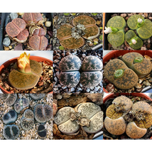 LITHOPS lesliei mix Succulents Garden Plants Seeds 300 Seeds INTERNATION... - £23.91 GBP