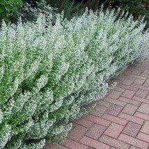 HT 100 Seeds Common White Catmint Seeds Non-Gmo 1274 Garden Seeds - $9.94