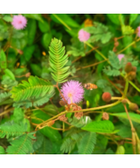 Mimosa F lower Plant 30 PCS Seeds - €7,83 EUR
