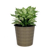 Catleza 10.2&quot; Self-Watering Wicker Decor Planter for Indoor and Outdoor - Round  - £19.80 GBP