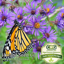 Fresh New England Purple Aster Seeds Perennial Flowers - Attract Pollina... - $9.00