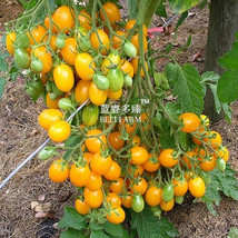 Cherry Tomato Yellow Grape Fruit 100 Beautiful - $7.11