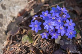 Hepatica Hepatica spp.Perennial Live Bare Root Garden Plant - £24.66 GBP