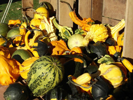 USA Mixed Gourd Lagenaria Siceraria 30 Seeds - $10.99