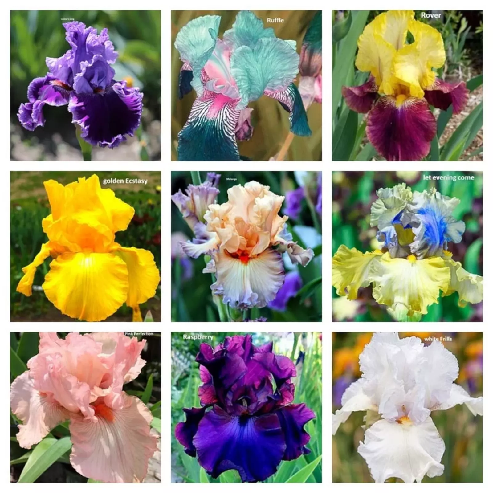 30pcs Mixed Color Rare Iris Flower Seeds - Perennial Beauteous Blooms - $10.98