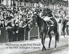 1965 - BUCKPASSER in the Arlington Futurity Post Parade - 10&quot; x 8&quot; - £15.80 GBP