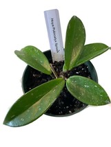 Hoya Pubicalyx Splash in a 4-inch pot - established...not blooming. A vi... - $16.95
