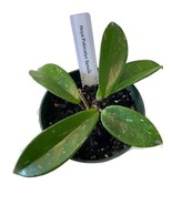 Hoya Pubicalyx Splash in a 4-inch pot - established...not blooming. A vi... - €14,60 EUR