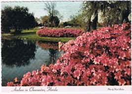 Florida Postcard Clearwater Azaleas At Sylvan Abbey Safety Harbor - £2.31 GBP
