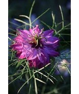 50 Nigella Persian Mulberry Rose Love In The Mist Flower Seeds Reseeding... - €11,35 EUR