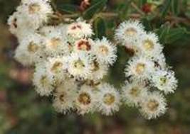 Verticordia eriocephala Seeds White Lambswool Wild Flowers Item NO DL512C - £11.17 GBP