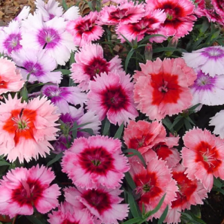 Dianthus Seeds 25 Pelleted Seeds Dianthus Diana Picotee Mix - $18.10