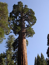 Giant sequoia tree 1 thumb200