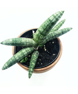 Sansevieria Starfish Snake Plant 4” Pot Live Succulent Plant - £32.04 GBP