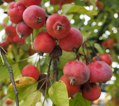 15 Siberian Crab apple Malus baccata Edible Bonsai Perennial seeds  - £7.97 GBP