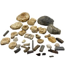 1kg Bulk Jurassic Coast 37 x Fossils Budget Mix - Dorset and Somerset - LOT - - $19.54